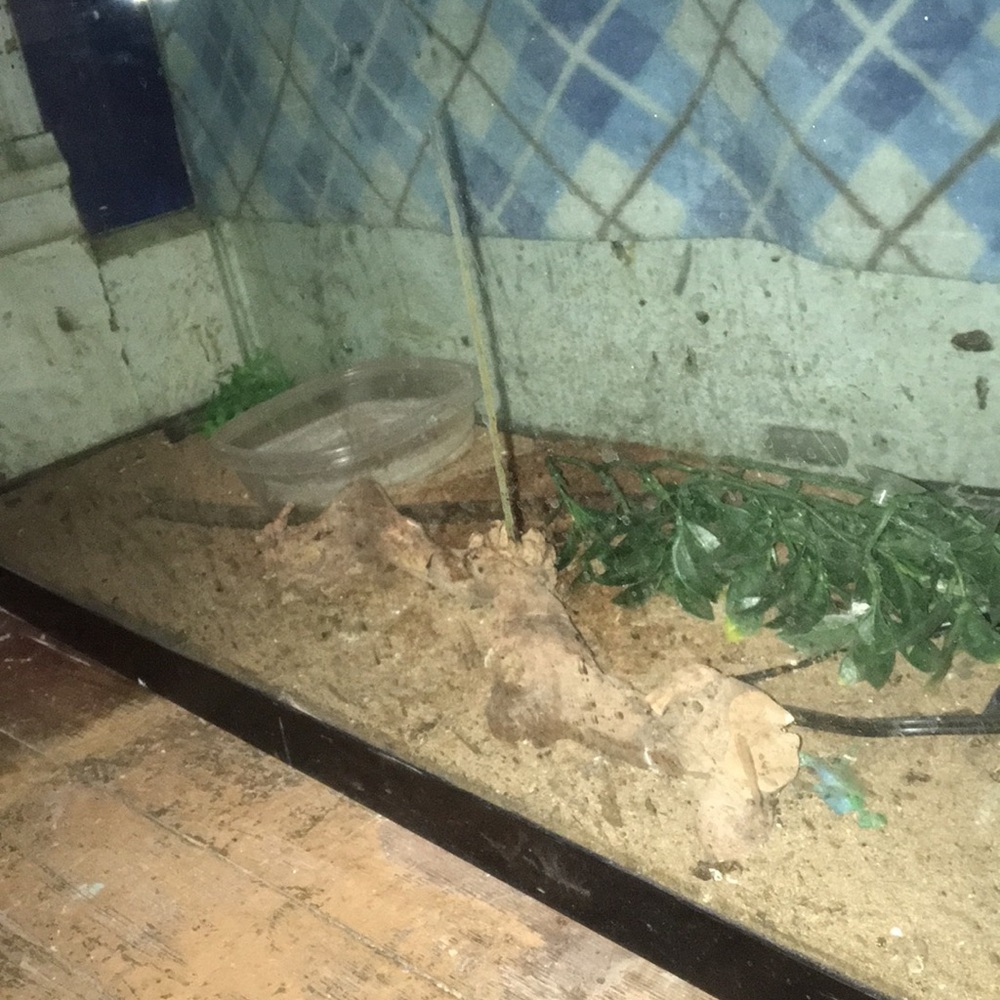 Animal Tank - Picture 4 of 4